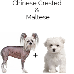 Crested Maltese Dog